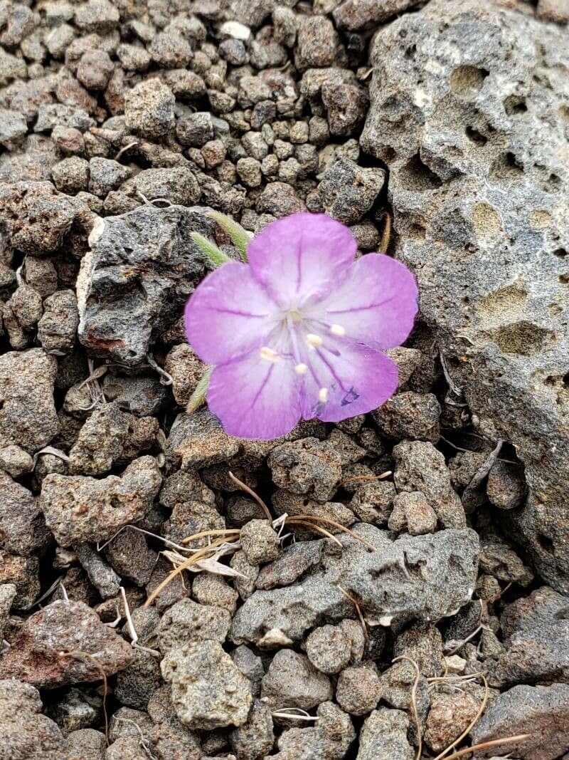 Linear-leaf phacelia