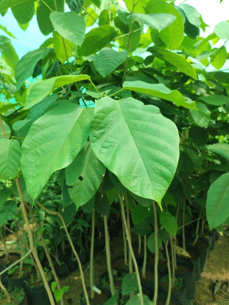 Sterculia 5