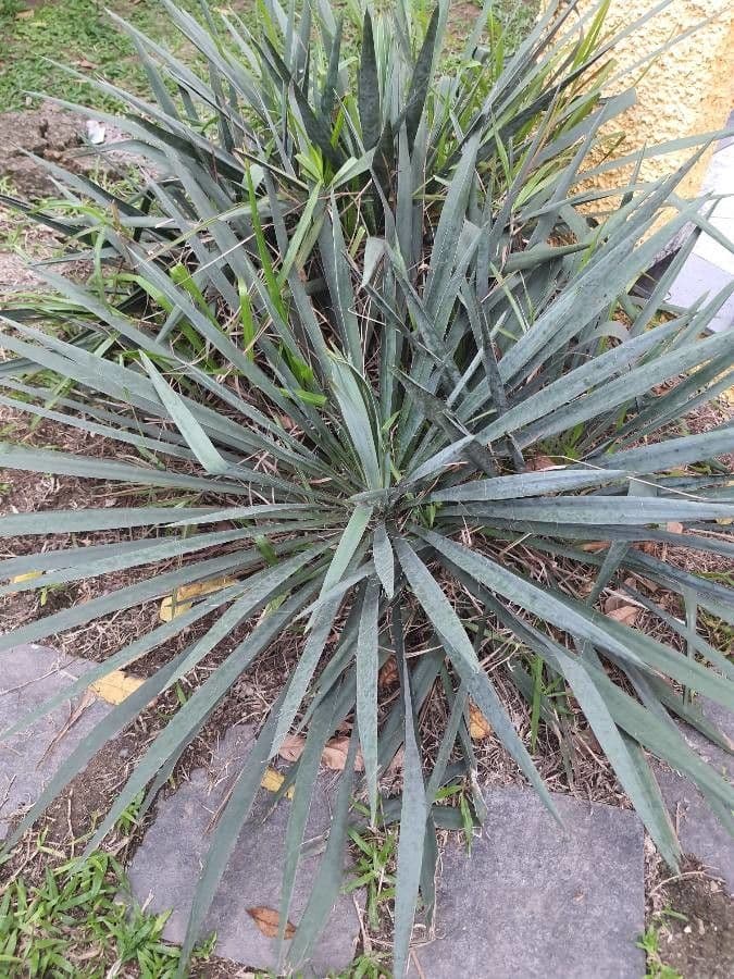 Arkansas-Yucca 16