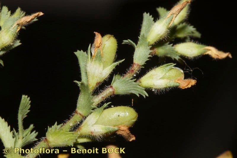 Onide variegata