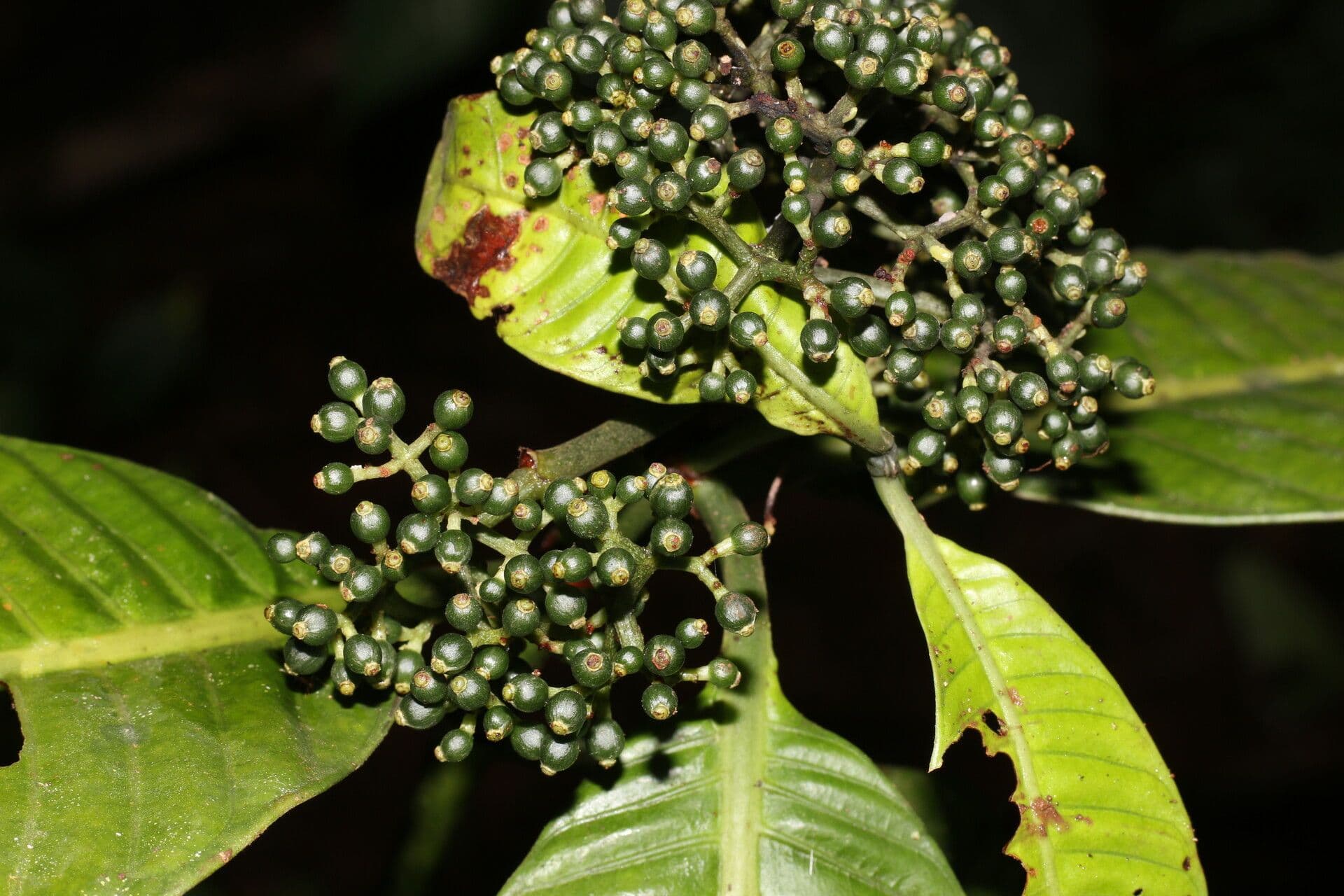 Psychotria