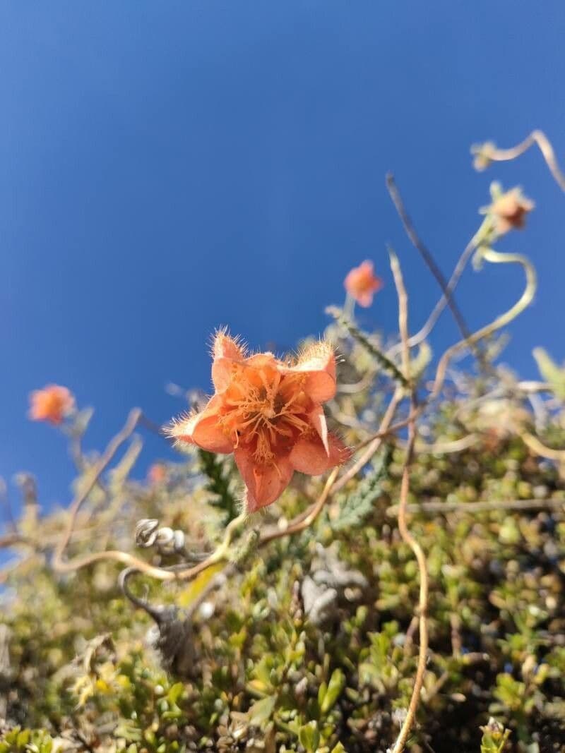 Caiophora 7