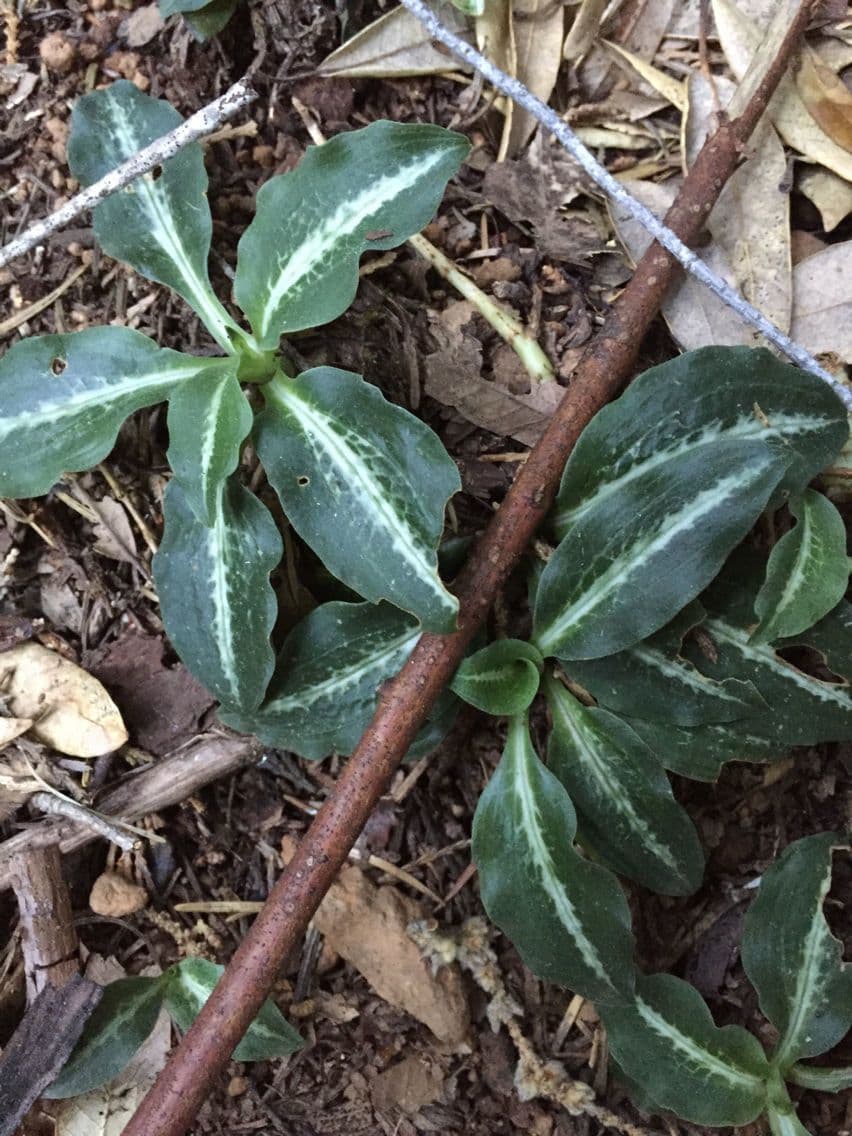 Goodyera oblongifolia 10