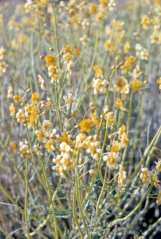 Senna del deserto