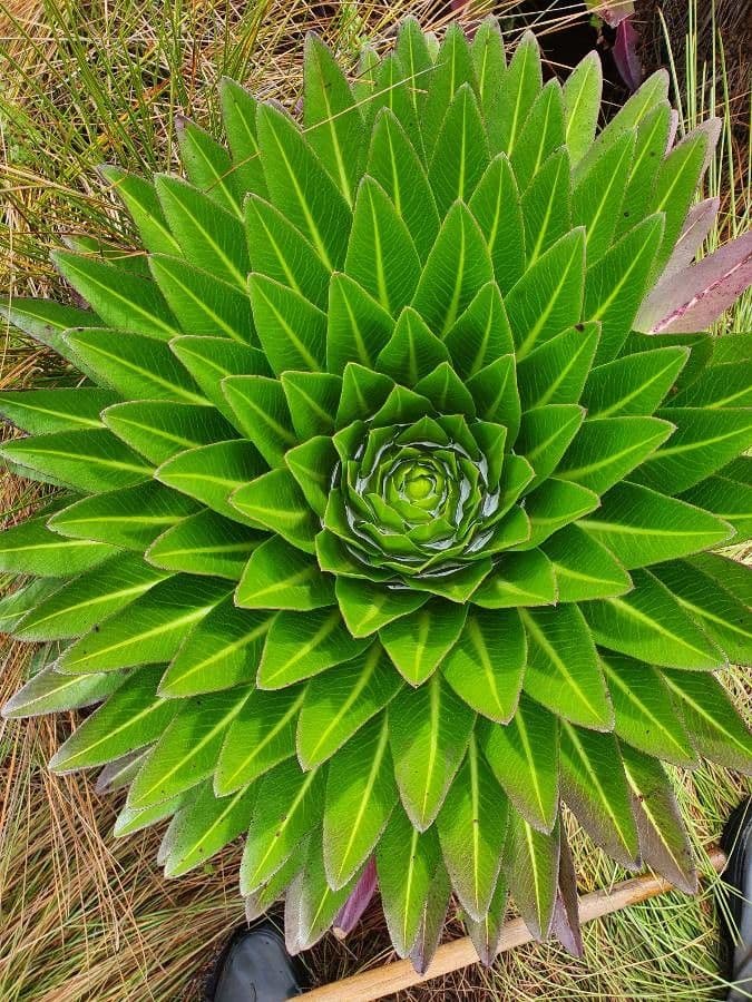 Lobelia 6