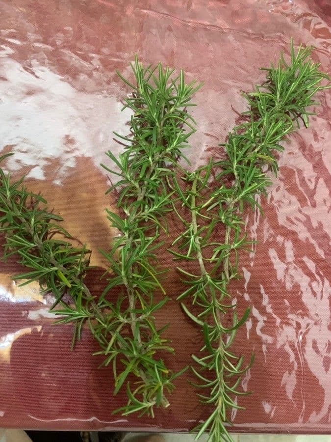 Rozmarýn lékařský 3