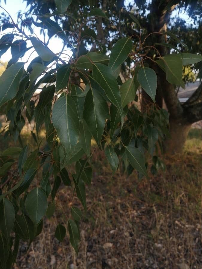 Brachychiton 18