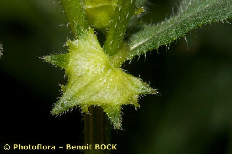 Lappola aspera 2