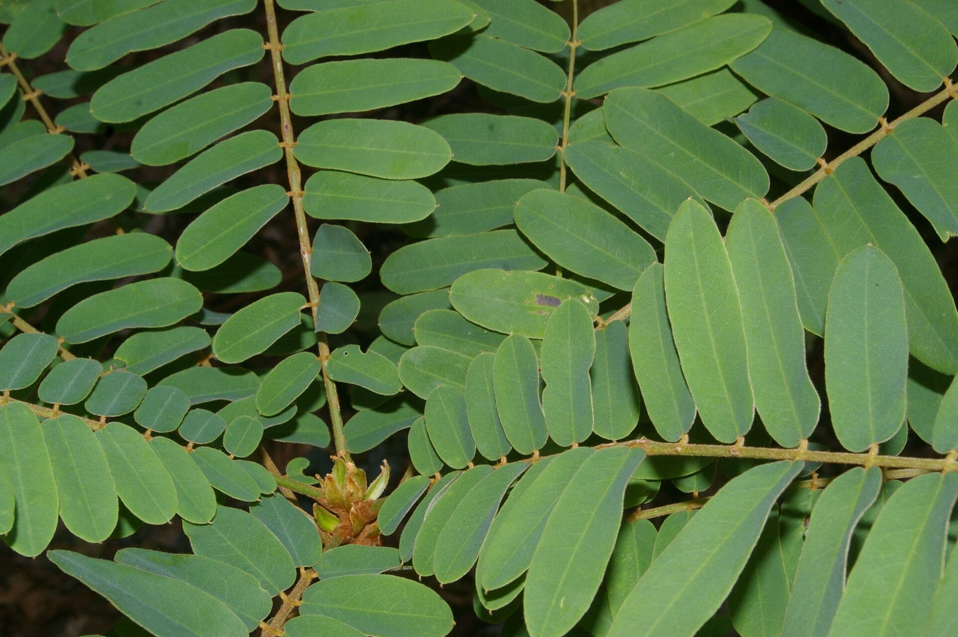 Hymenolobium mesoamericano 5