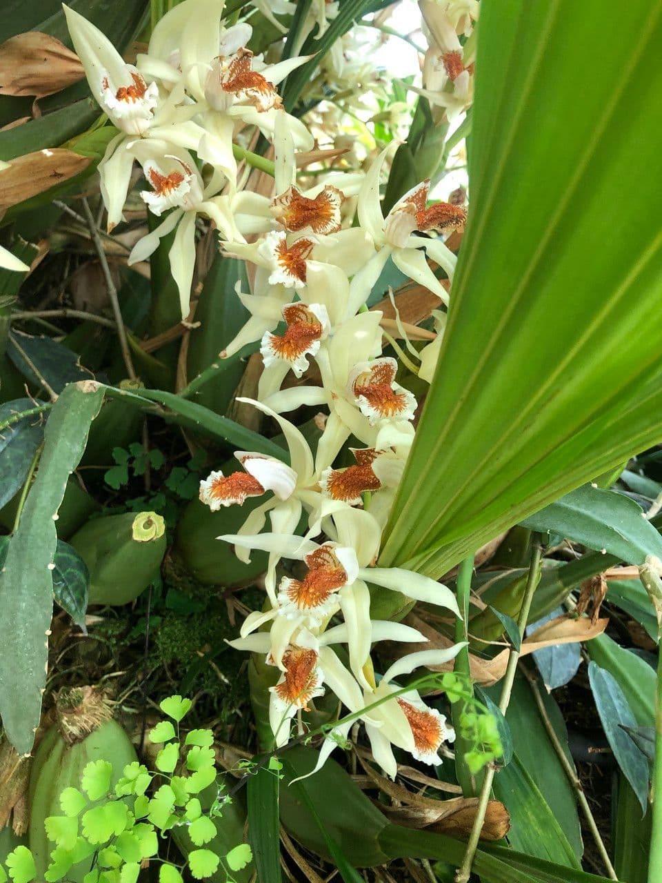 Coelogyne 9