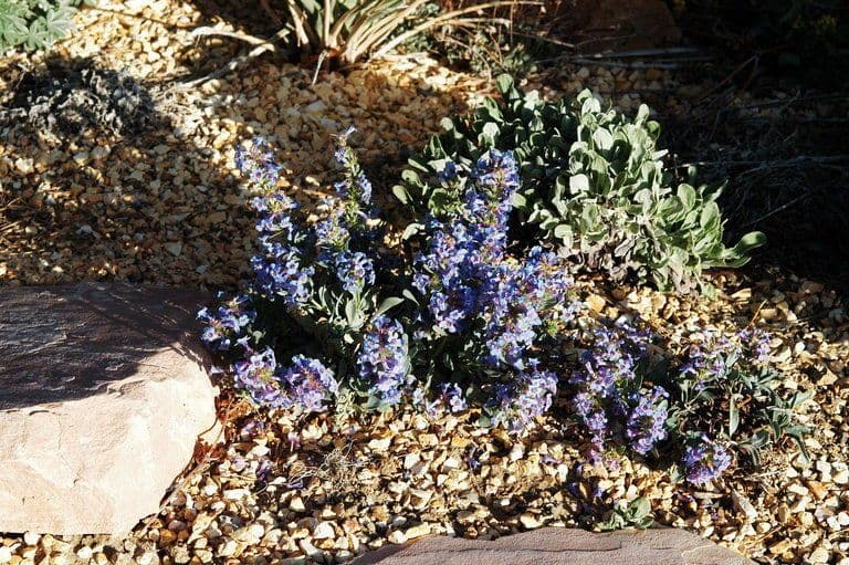 Penstemon 3