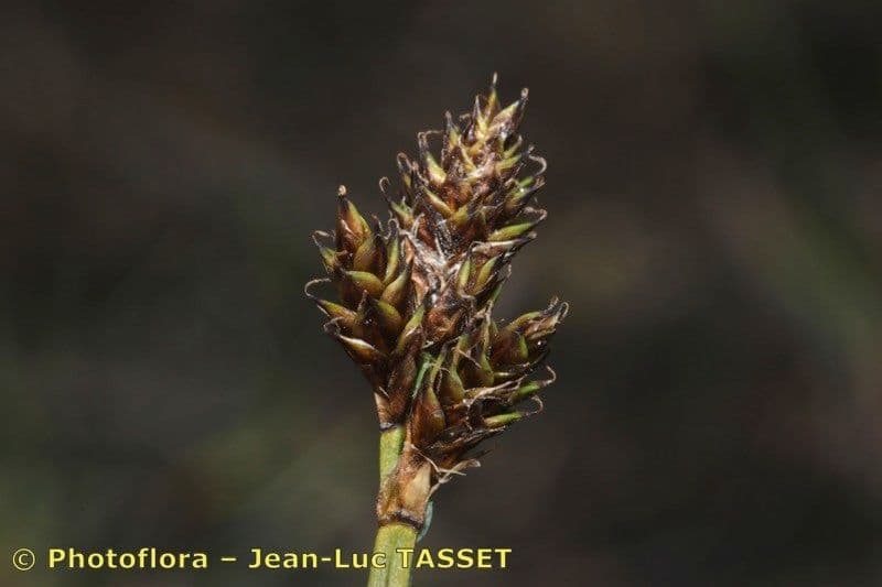 Carex di Lachenal 8