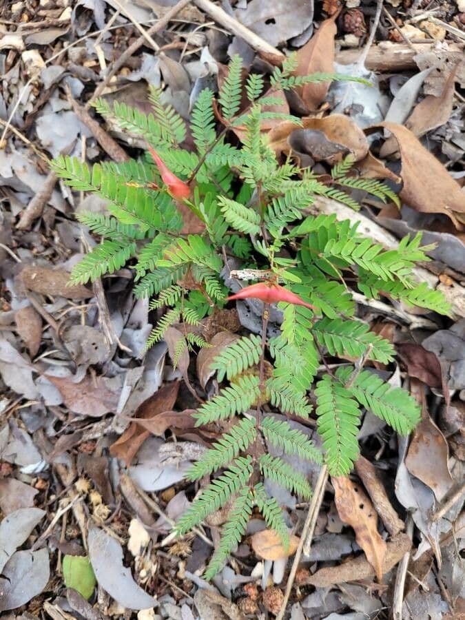 Acacia cornuta 8