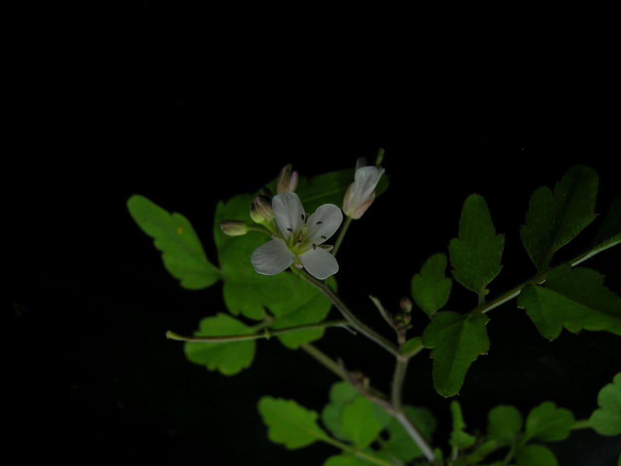 Cardamine
