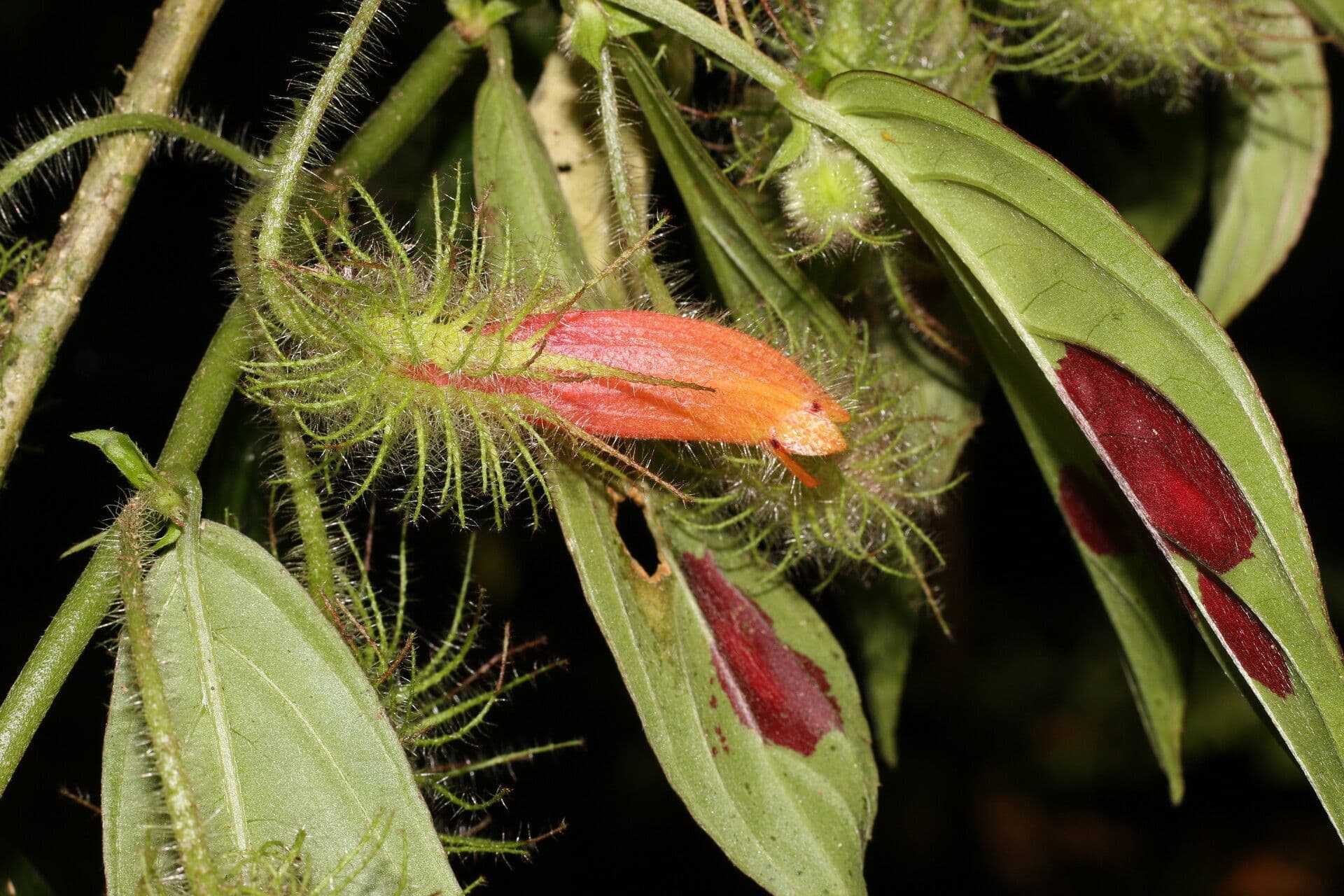 Columnea 7