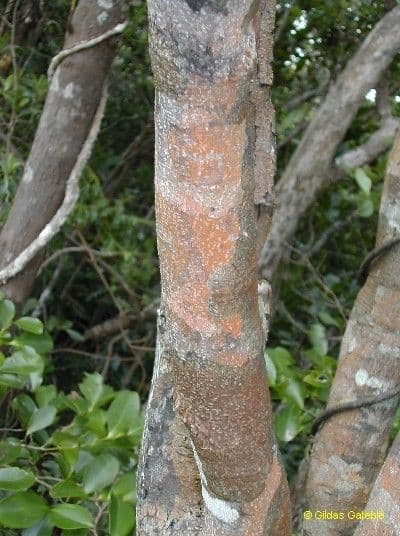 Diospyros 13