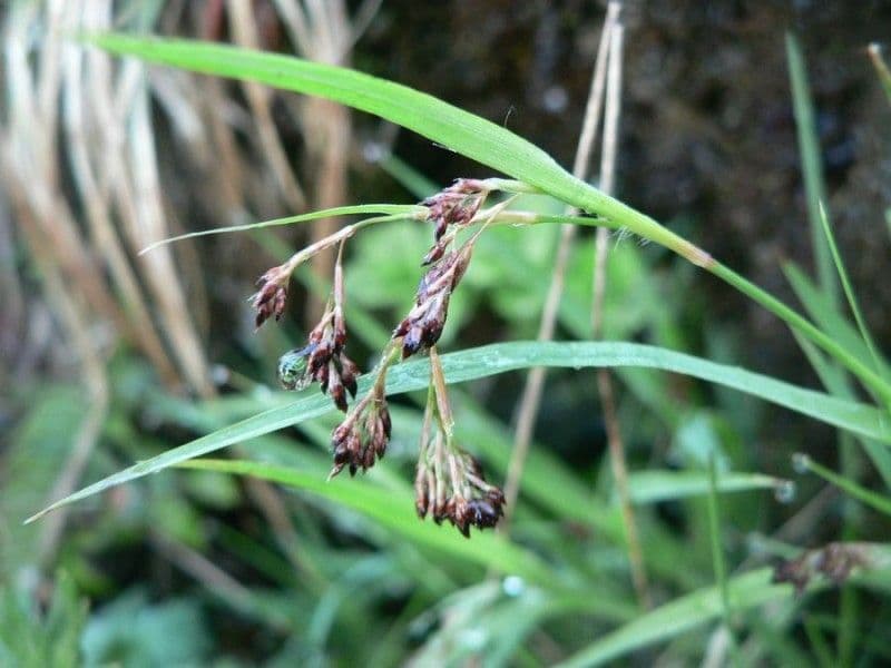 Alpen-Haar-Simse 10