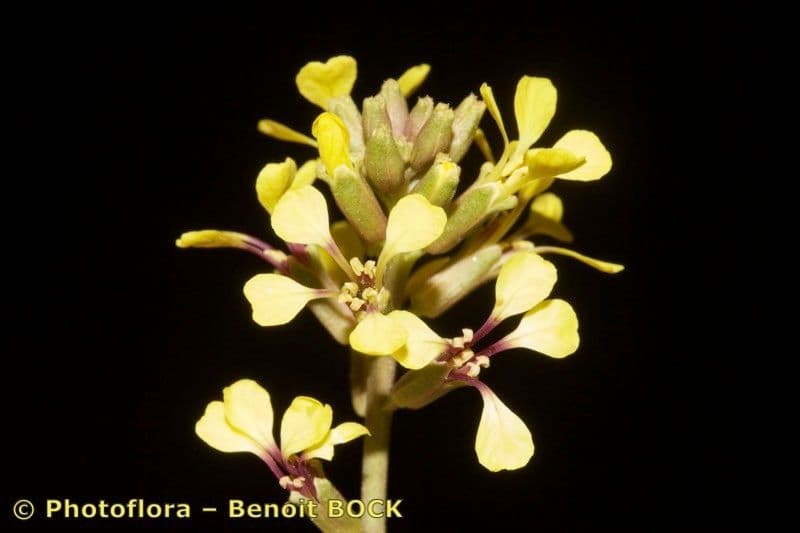 Falsa ginestra 2