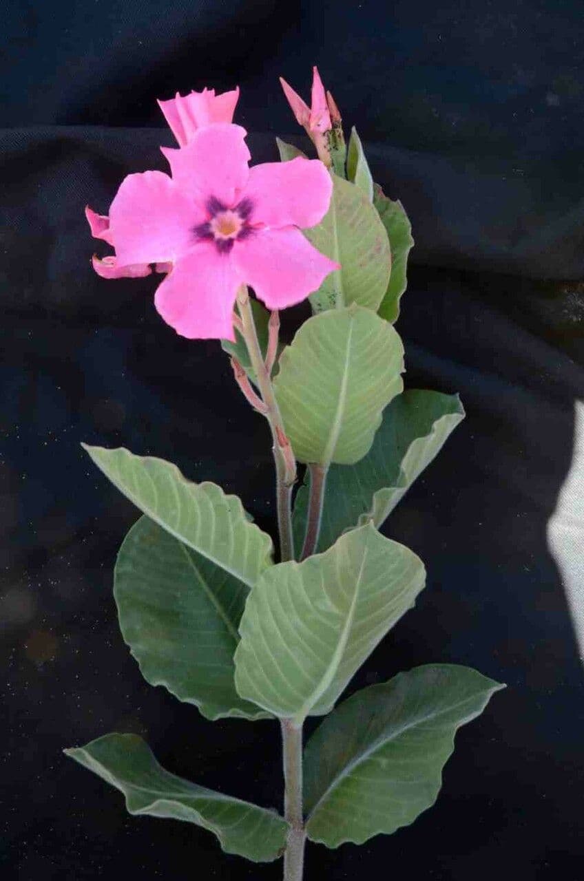 Mandevilla illustre 3