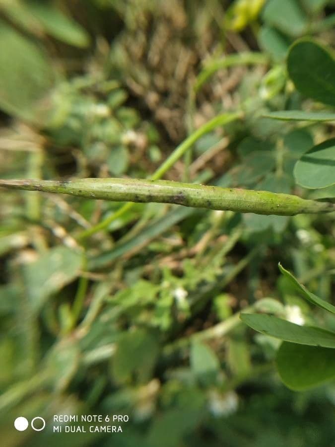 American sicklepod 2