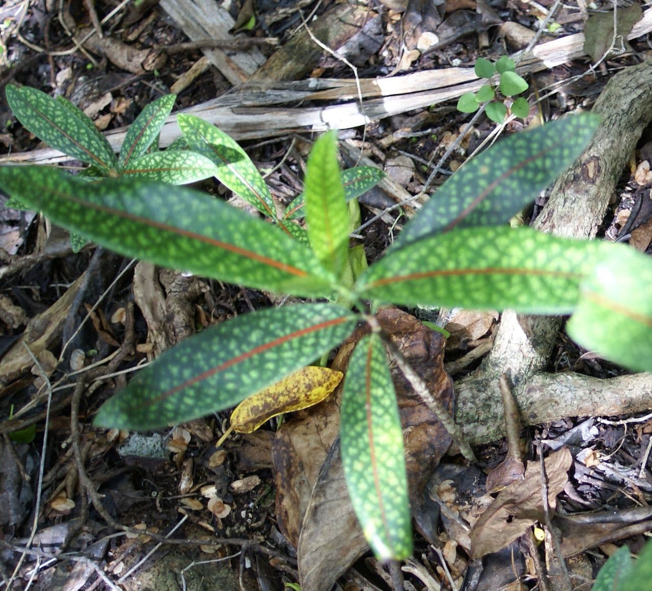 Coptosperma borbonicum 5