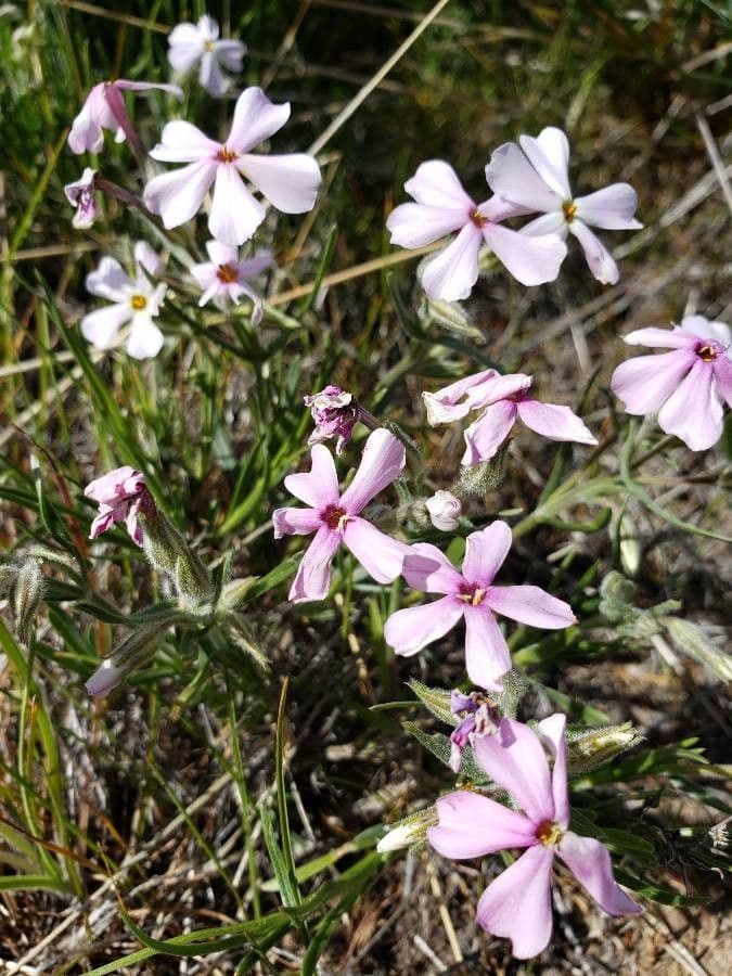 Phlox 2