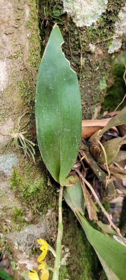 Dendrochilum 6