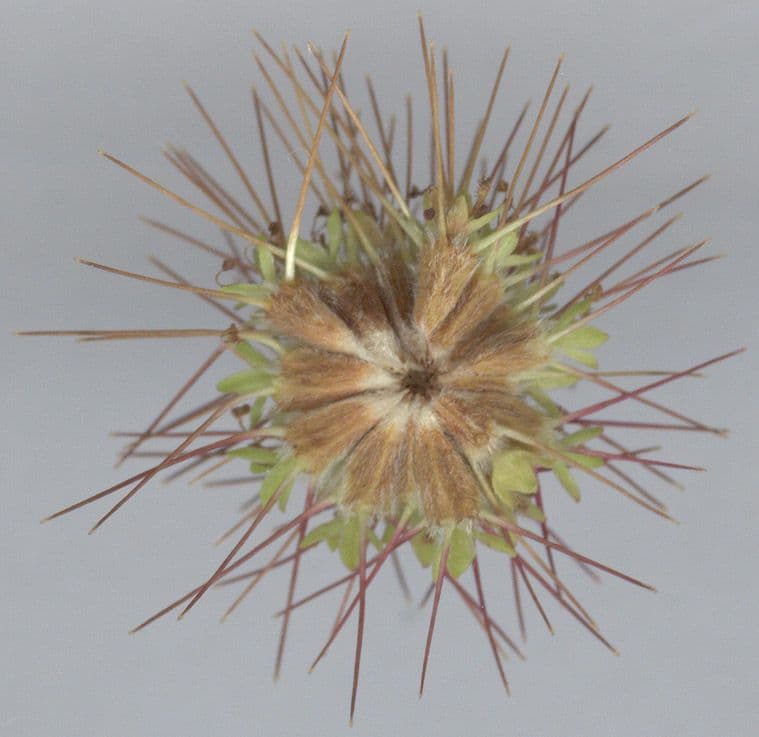 Acaena 4