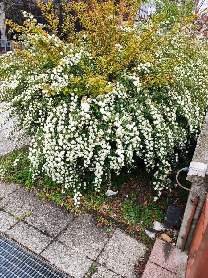 Spirea trilobata 14