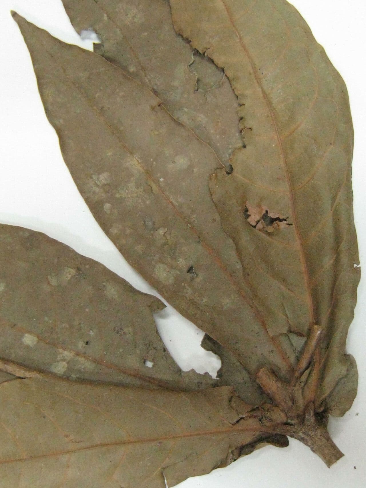 Aniba 5