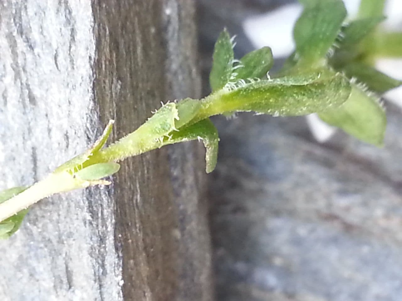 Arenaria ciliata 12