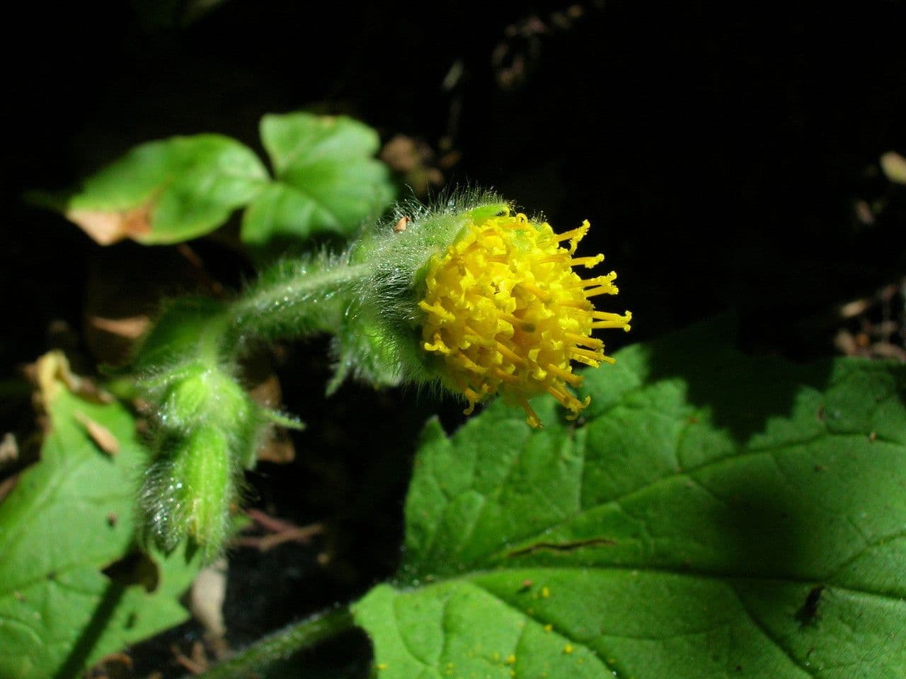 Arnica