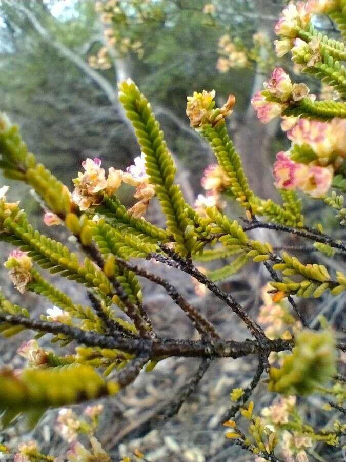 Micromyrtus 3
