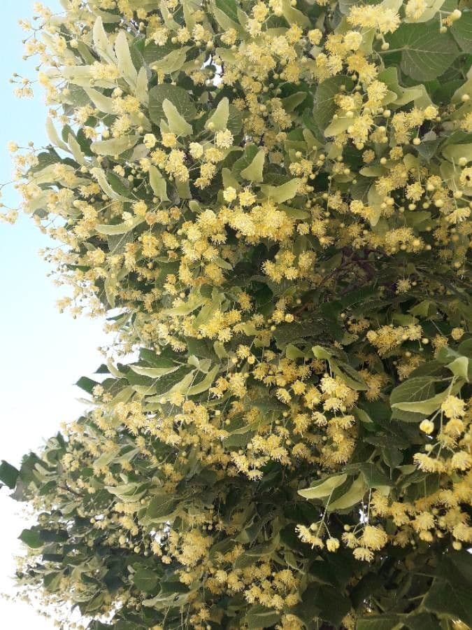 Sommer-Linde 8