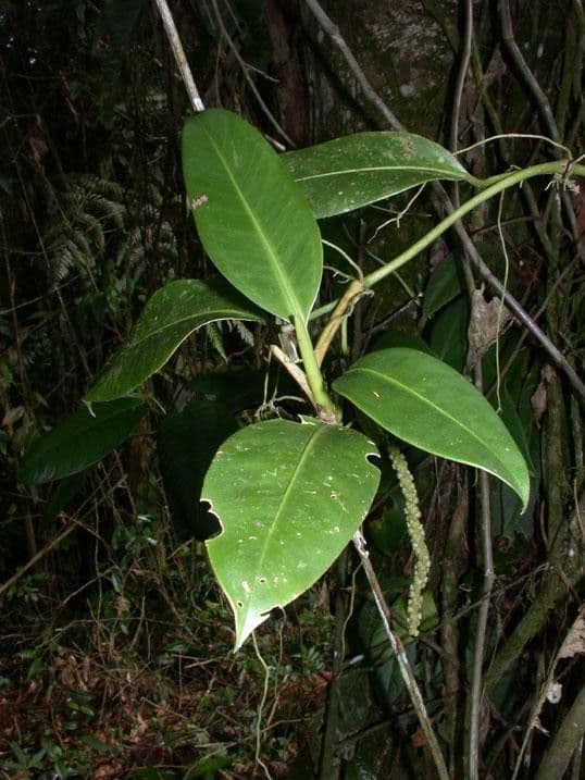 Anthurium 13
