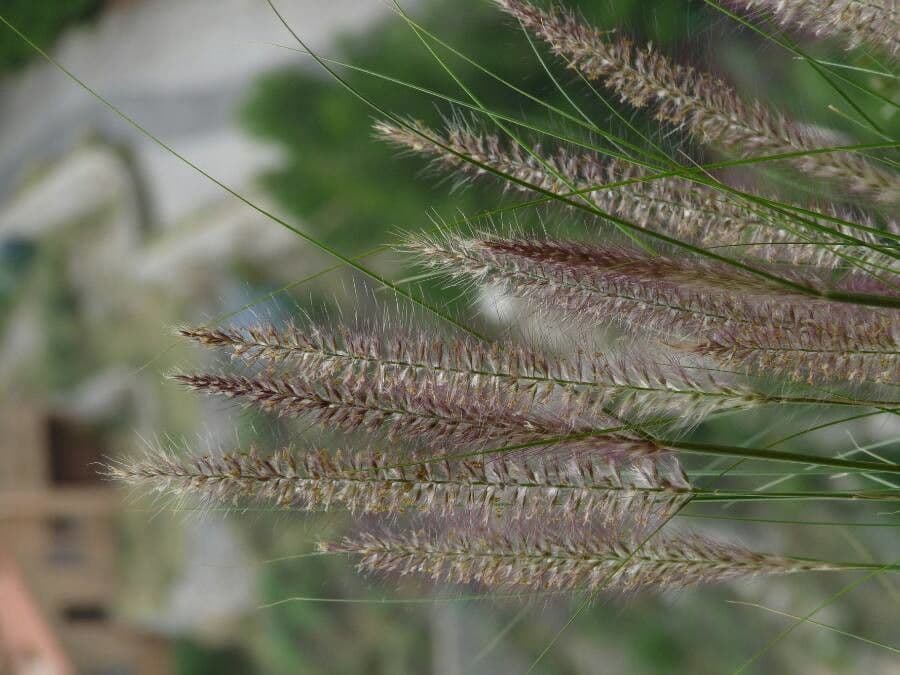 Cenchrus 3