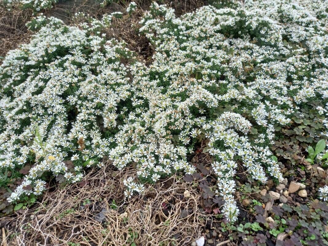 Heide-Herbst-Aster 8