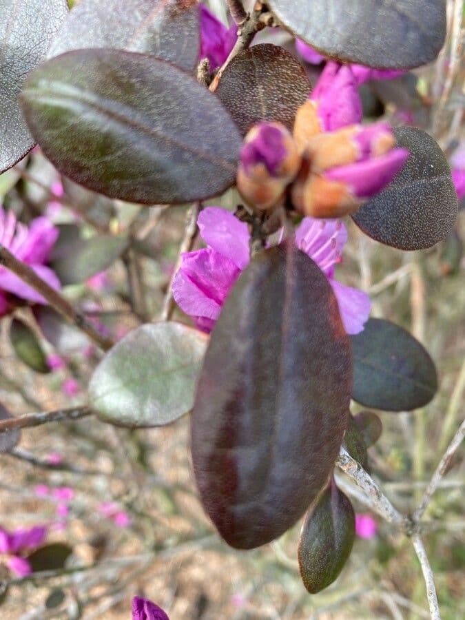 Rododendro lapponico 14