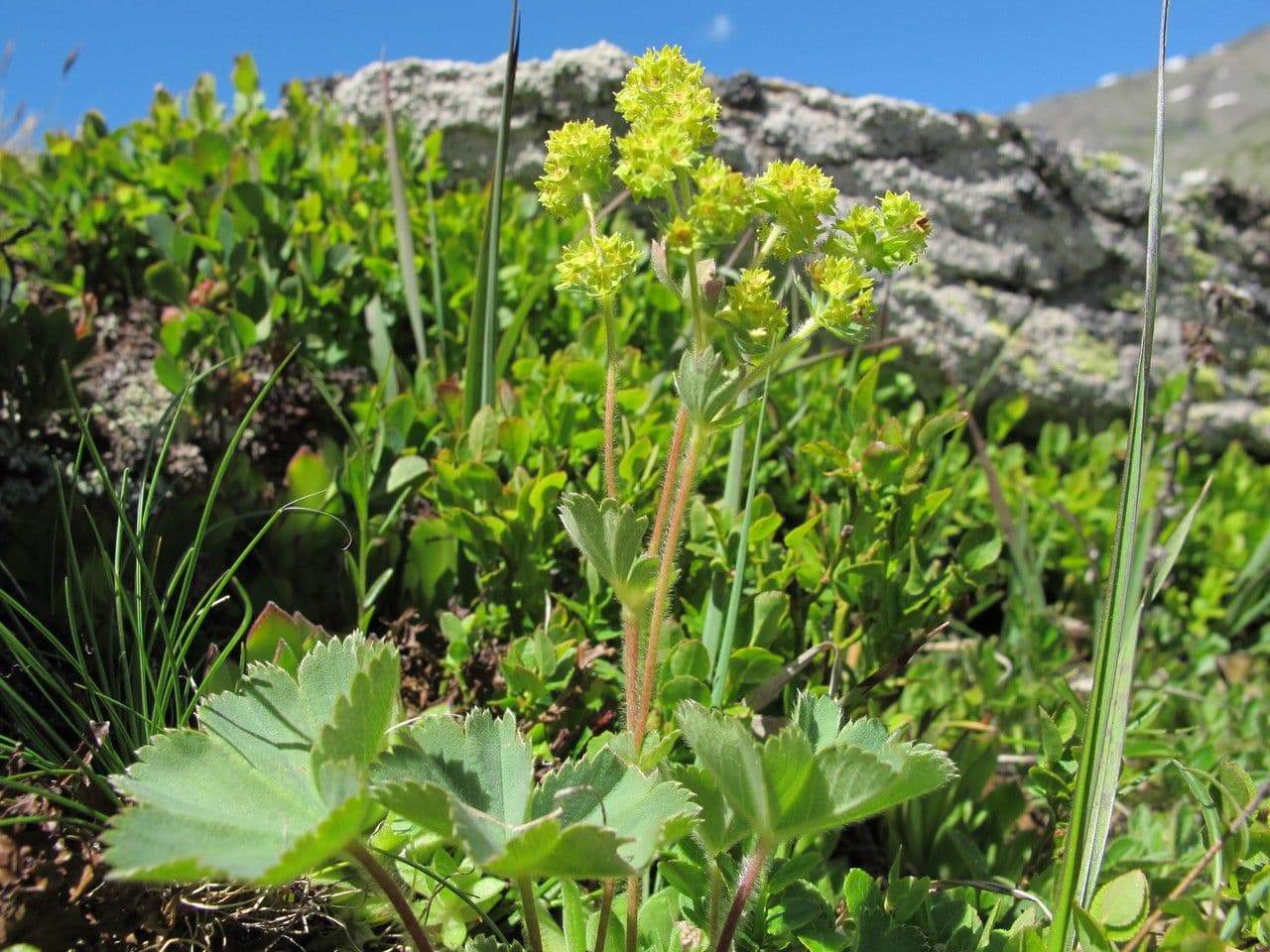 Alchemilla flabellata 2