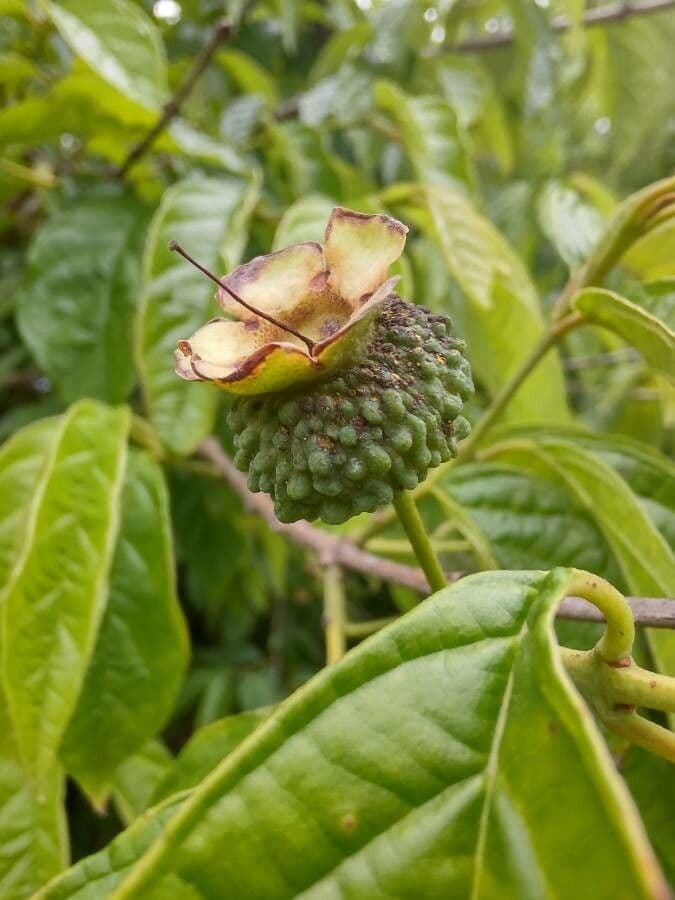Campomanesia