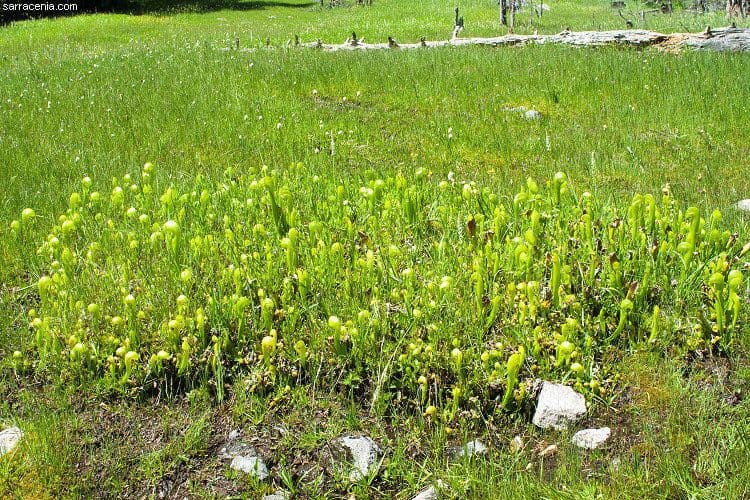 Darlingtonia californica 12