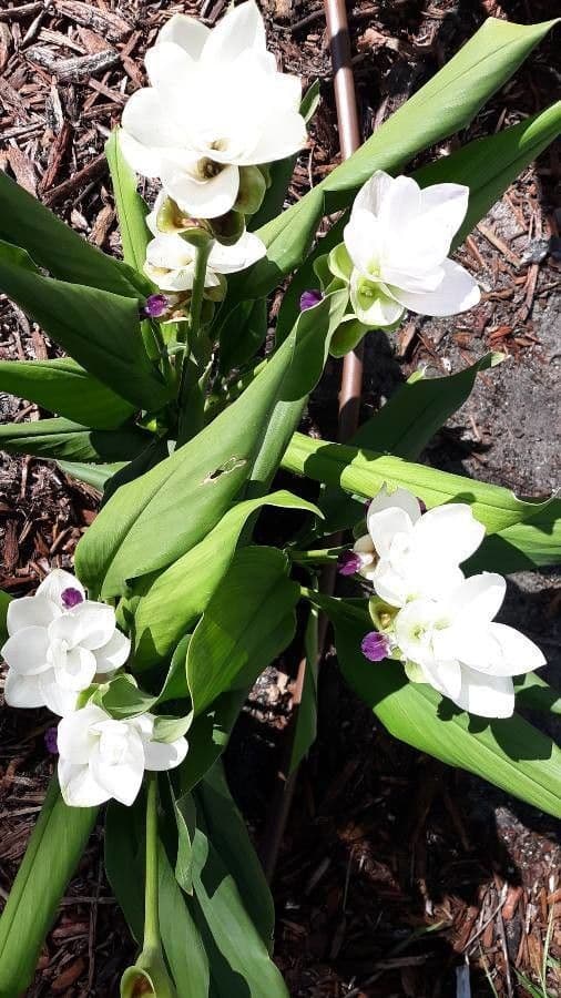 Siam-Tulpe 21
