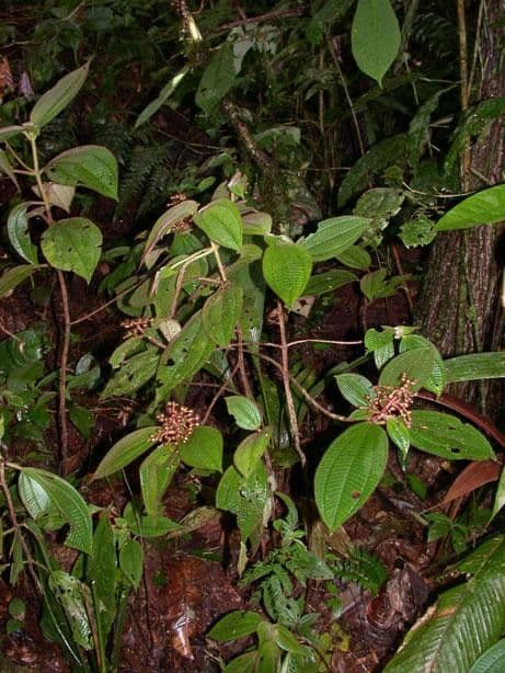 Miconia 11