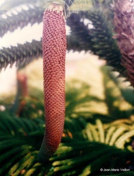 Araucaria