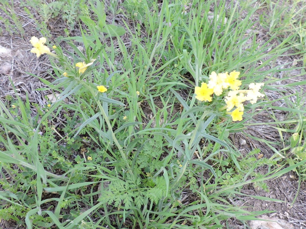 Lithospermum incisum 10
