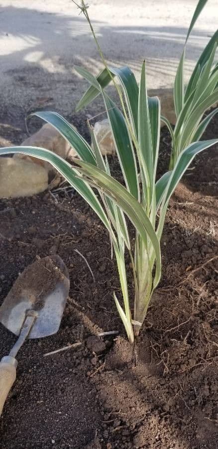 Dianella 17