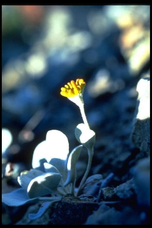Eriogonum 2