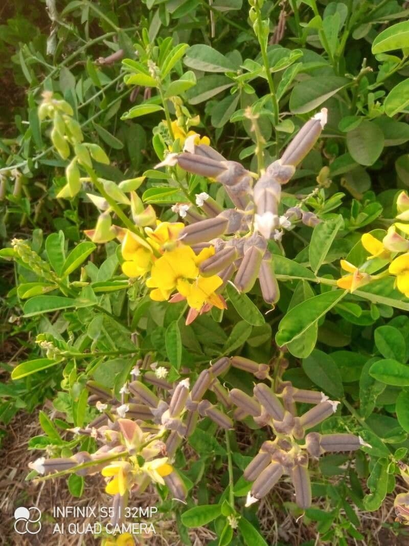 Crotalaria 9