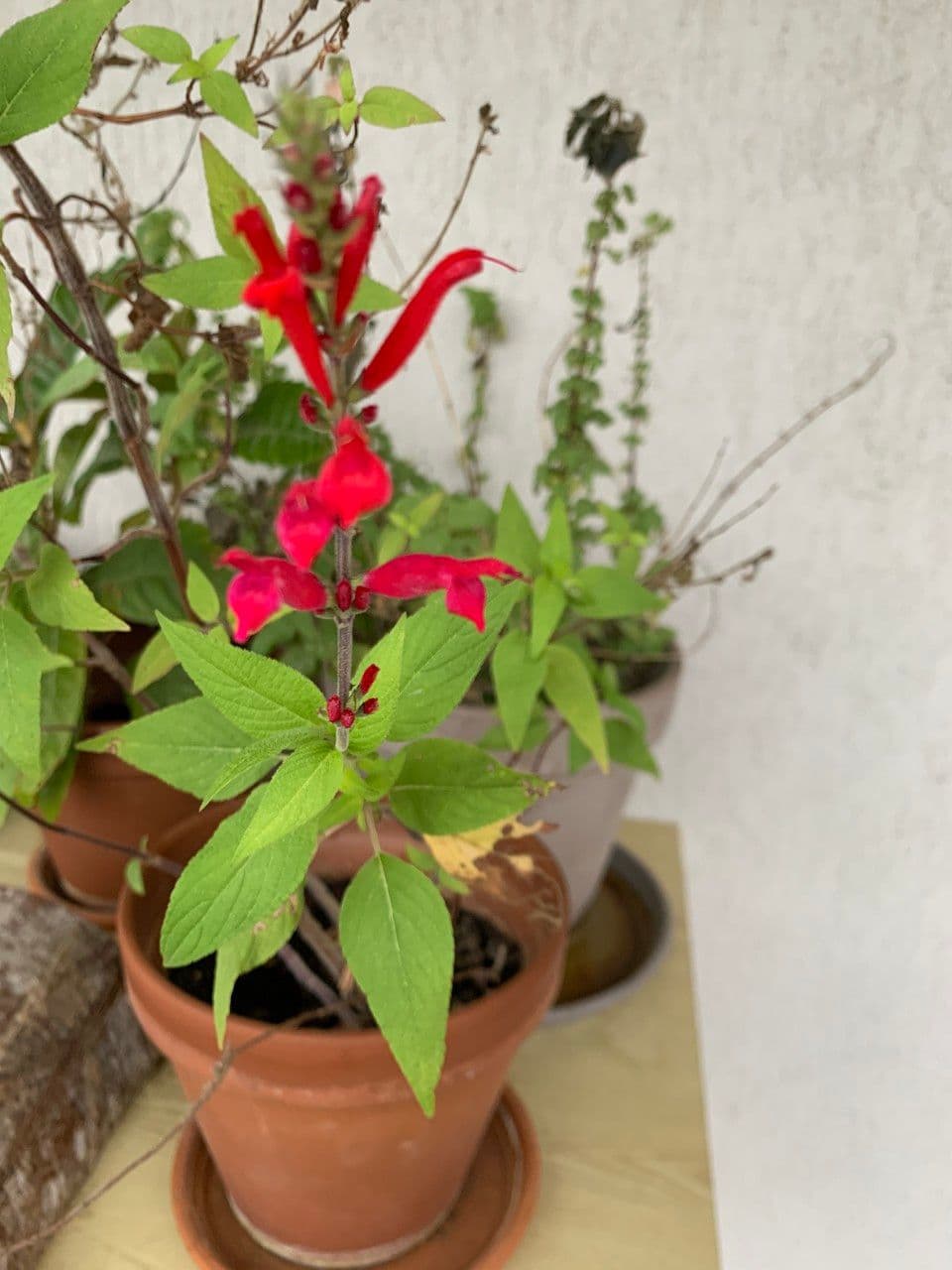 Salvia ananas