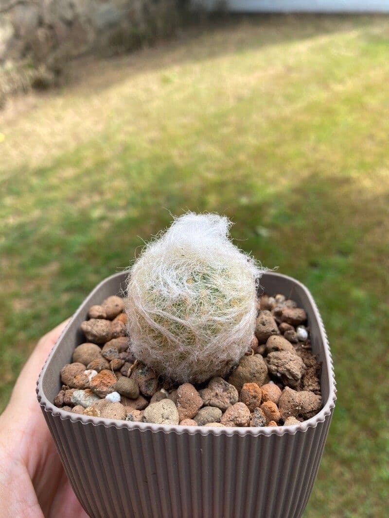 Espostoa